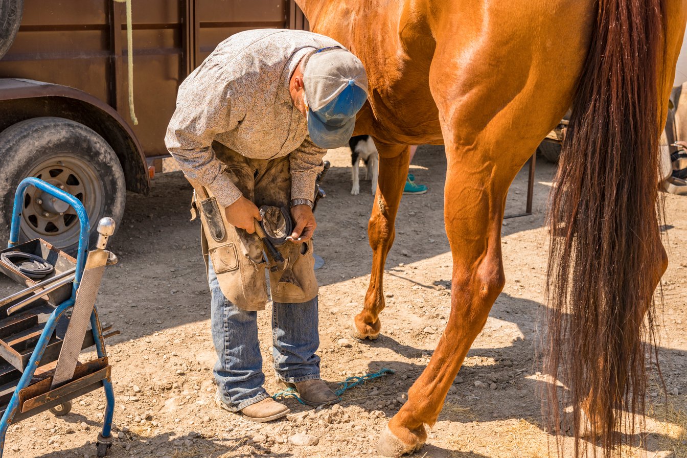 Farrier Shoeing Horses